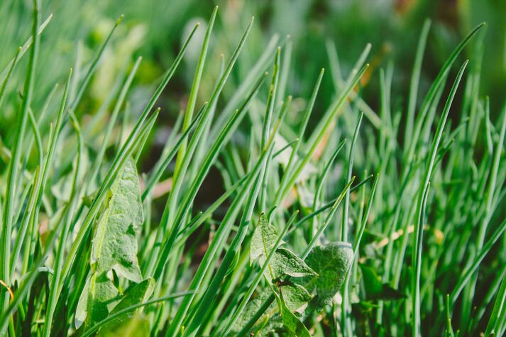 Cara Menghilangkan Rumput Liar di Halaman Rumah Paling Ampuh